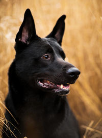 Close-up of dog looking away