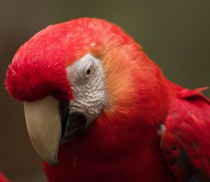 Close-up of parrot