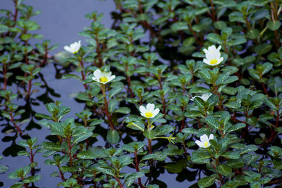 Close-up of white flowering plant