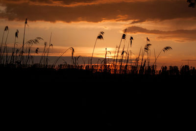 Silhouette plants against sky during sunset