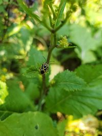 Close-up of insect on plant