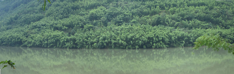 Scenic view of lake in forest