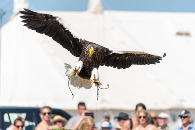 Close up of a stellers sea eagle flying in a falconry demonstration.