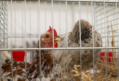 Close-up of bird in cage