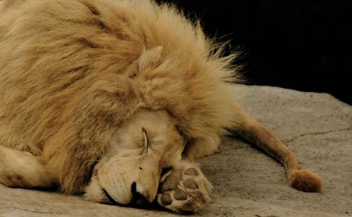 Close-up of cat sleeping