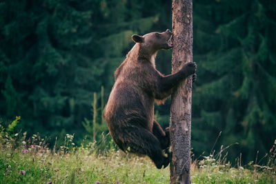 Bear climbing tree in forest