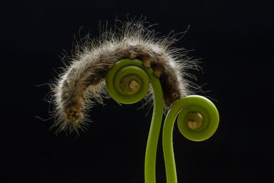 Caterpillar on fern