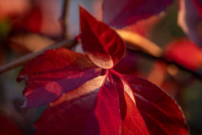 Close-up of red maple leaves