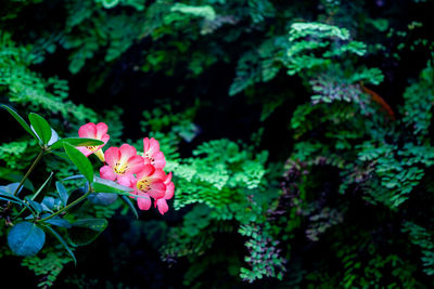 Close-up of pink flowering plant