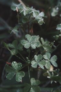 Close-up of wet plant leaves during winter