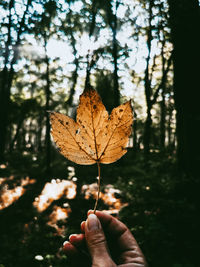 Person holding maple leaf on tree during autumn