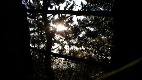 Sun shining through trees