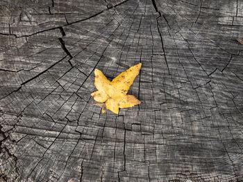 High angle view of maple leaf on tree stump