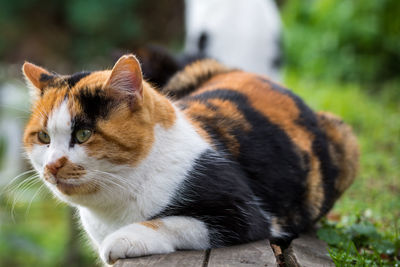 Close-up of cat