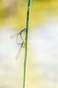 Close-up of dragonfly on plant against blurred background