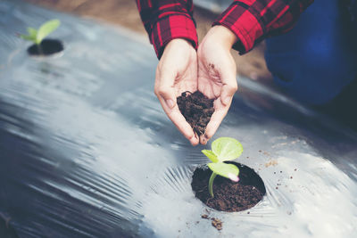 Close-up of woman hand gardening