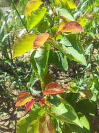 Close-up of leaves