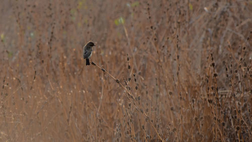 View of bird perching on plant