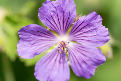 Close-up of purple flowering plant