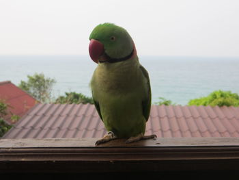 Close-up of parrot perching on roof against sky