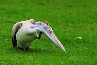 Side view of a bird on land