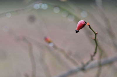 Close-up of red flower on plant