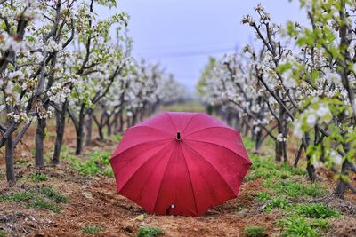 Red umbrella on land against sky