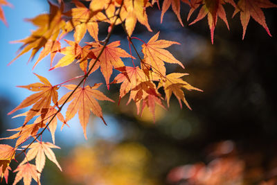 Close-up of maple leaves against blurred background