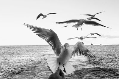 Seagulls flying over sea against clear sky