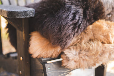 Close-up of a dog