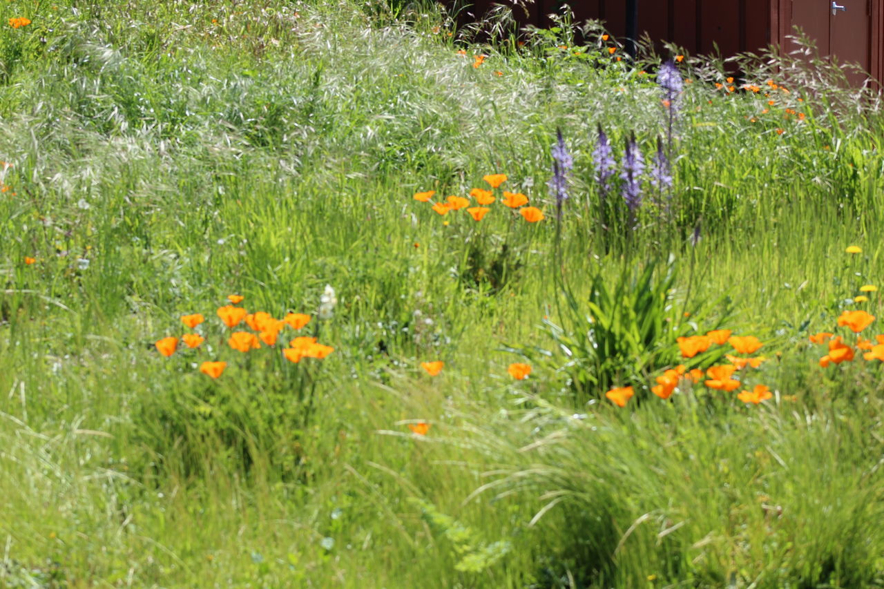 FLOWERING PLANTS ON FIELD