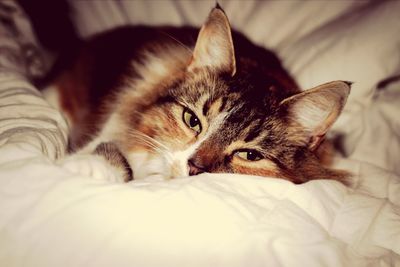 Close-up of cat lying on bed