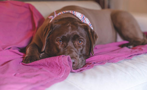 Portrait of dog resting on bed at home