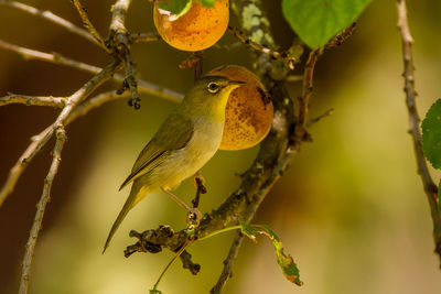 Close-up of bird perching on branch