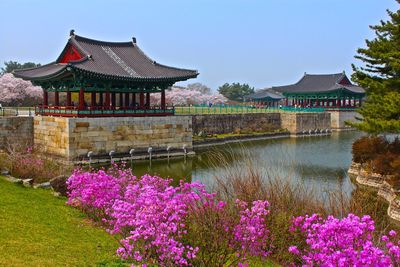 Pink flowers blooming in park
