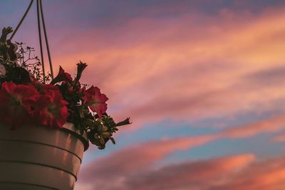 Low angle view of plants against sky at sunset