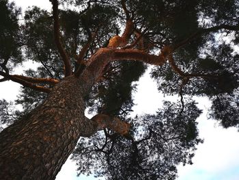 Low angle view of trees in forest against sky