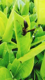 Close-up of fly on leaf
