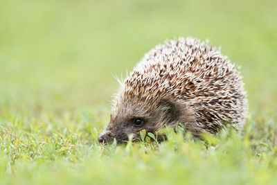 Close-up of an animal on grass