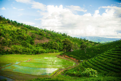 Scenic view of agricultural field against sky