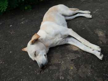 High angle view of dog lying on street