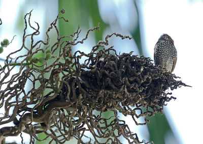 Close-up of lizard