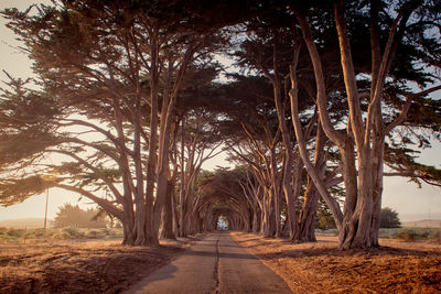 Road amidst trees