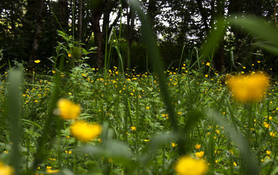 Yellow flowers growing on tree