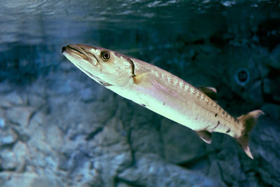 Close-up of fish in aquarium