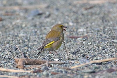 Close-up of bird perching on ground