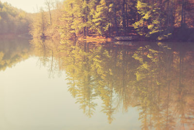 Scenic view of lake in forest during autumn