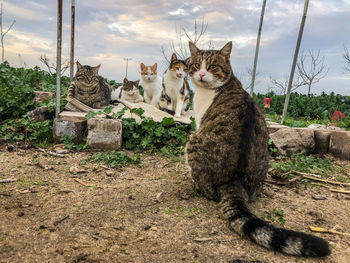 View of a cat looking away