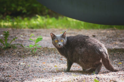 Portrait of cat on field