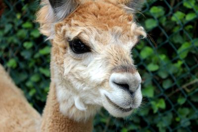 Alpaca portrait 